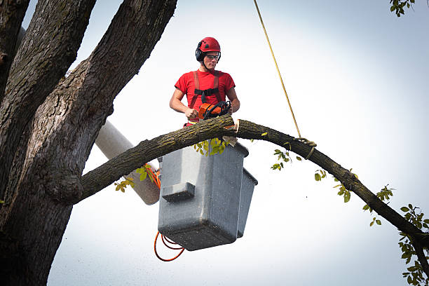 Best Stump Grinding Near Me  in Osceola, WI